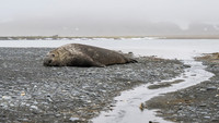 Southern elephant seal