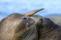 Southern elephant seal