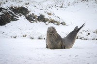 Southern elephant seal