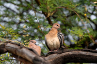 Laughing dove