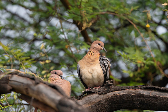Laughing dove