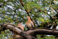 Laughing dove