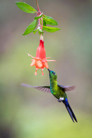 Sapphire-vented Puffleg