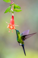 Sapphire-vented Puffleg