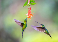 Sapphire-vented Puffleg