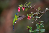 Sapphire-vented Puffleg