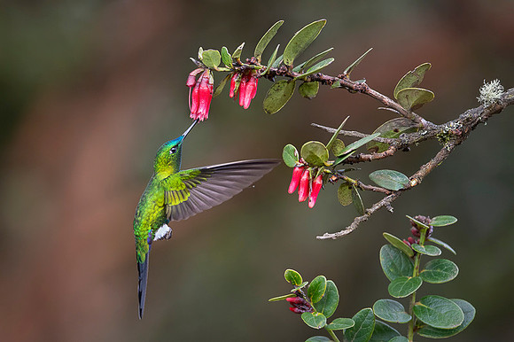 Sapphire-vented Puffleg