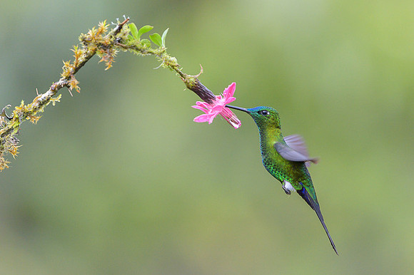 Sapphire-vented Puffleg