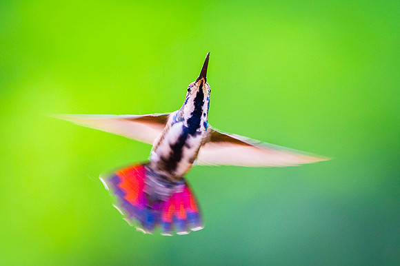 Mango Hummingbird