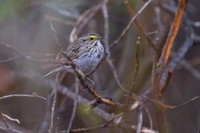 Belding's Savannah Sparrow