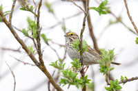 Belding's Savannah Sparrow