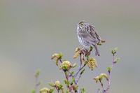Belding's Savannah Sparrow