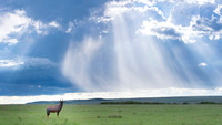 Topi gazelle