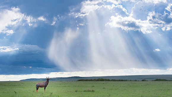 Topi gazelle