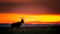 Topi gazelle