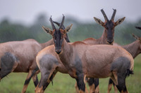 Topi gazelle