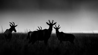 Topi gazelle