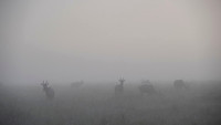 Topi gazelle