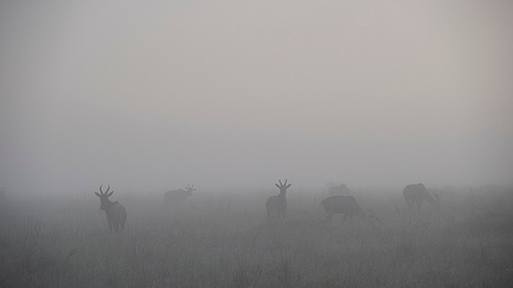 Topi gazelle