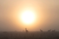 Topi gazelle