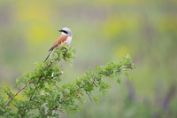 Red-backed Shrike / Gąsiorek