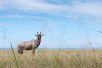 Topi gazelle