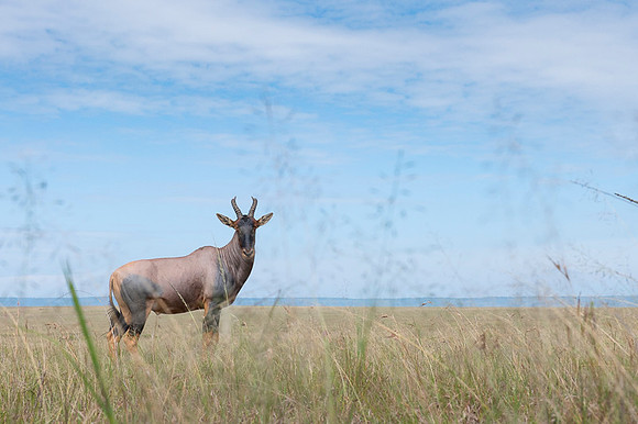 Topi gazelle