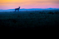 Topi gazelle