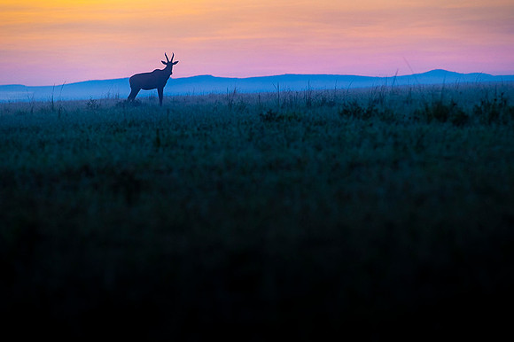 Topi gazelle