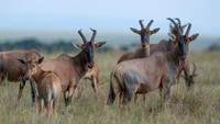 Topi gazelle