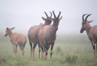 Topi gazelle