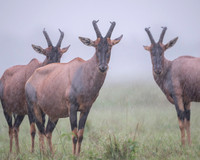 Topi gazelle