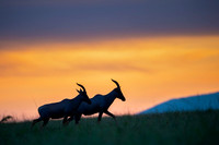 Topi gazelle
