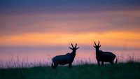 Topi gazelle
