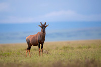 Topi gazelle