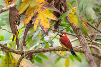 Crimson-mantled Woodpecker