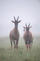 Topi gazelle