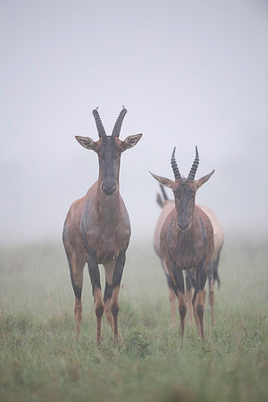 Topi gazelle