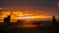 Gnu Antilope