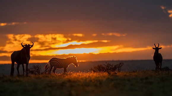 Gnu Antilope