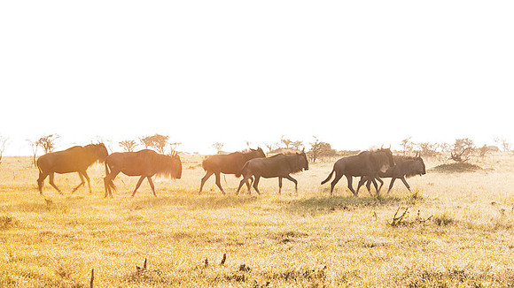 Gnu Antilope