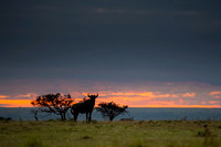Gnu Antilope