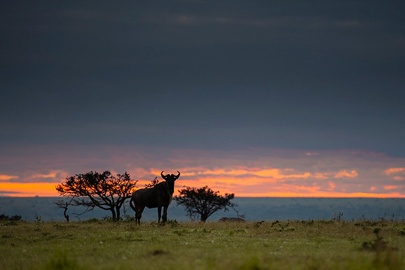 Gnu Antilope