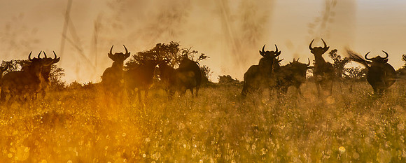 Gnu Antilope