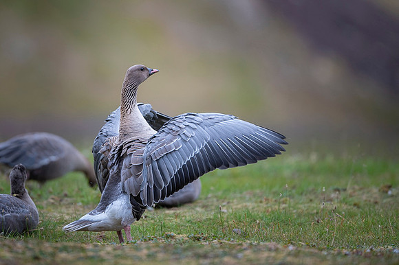 Pink-footed goose