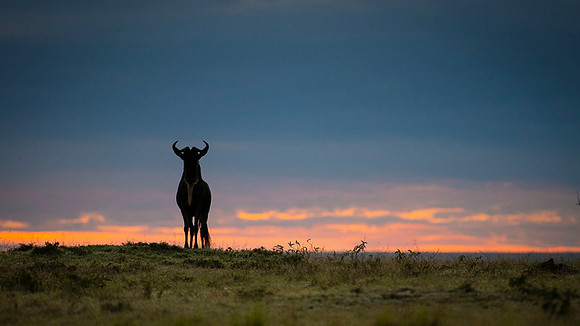 Gnu Antilope