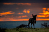 Gnu Antilope