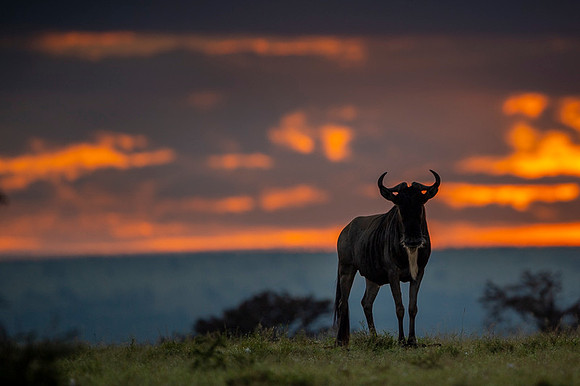Gnu Antilope