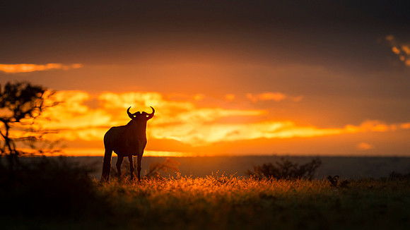 Gnu Antilope