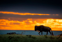 Gnu Antilope